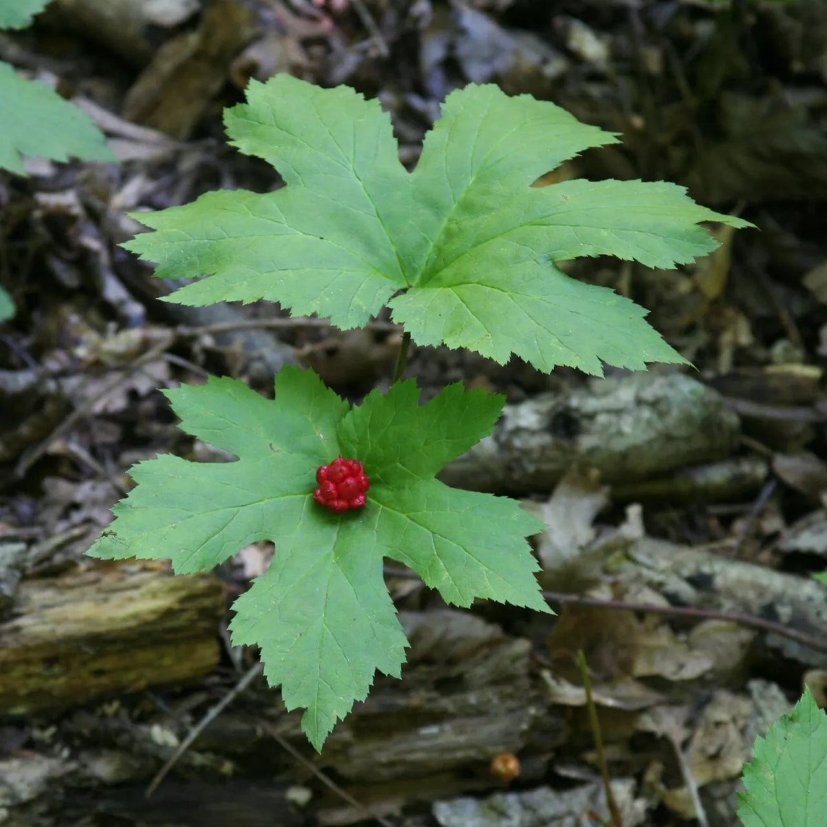 Goldenseal Yellow Roots 20ct Bare Root Hydrastis canadensis for Shade Gardens - Vibrant Yellow Roots & Green Foliage