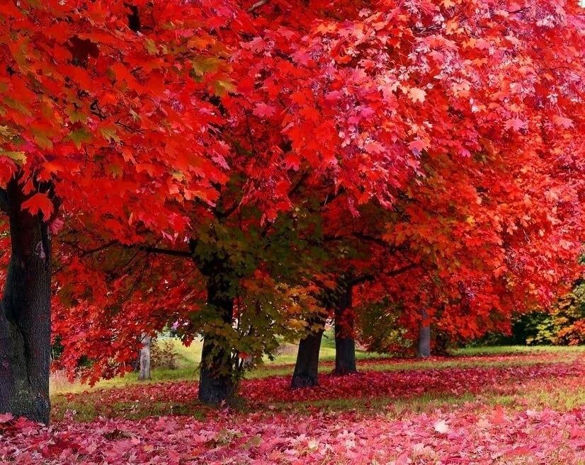 Red Maple Tree Seedlings | Live Plant | Acer rubrum | Fast-Growing, Vibrant Fall Foliage for Landscaping