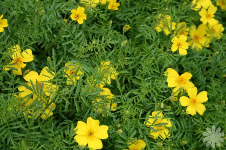 100 Marigold Seeds - Lemon Gem Yellow Flowers, Lemon Scented - Tagetes patula - Easy to Grow for Home Gardens
