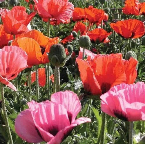 Semi-Dwarf Poppy Seeds - 25 Count - Papaver orientalis 'Pizzicato' - Colorful Flowering Perennial for Gardens