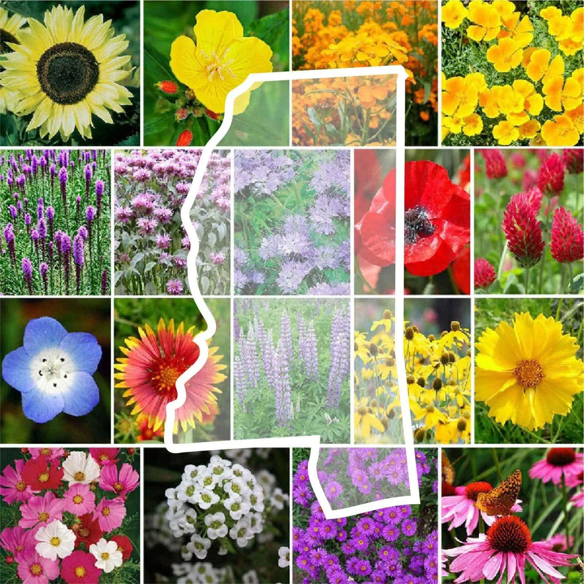 Wildflower Seed Mix 1000 Non-GMO Mississippi Perennials & Annuals Various Species - Native Pollinator Garden Seeds