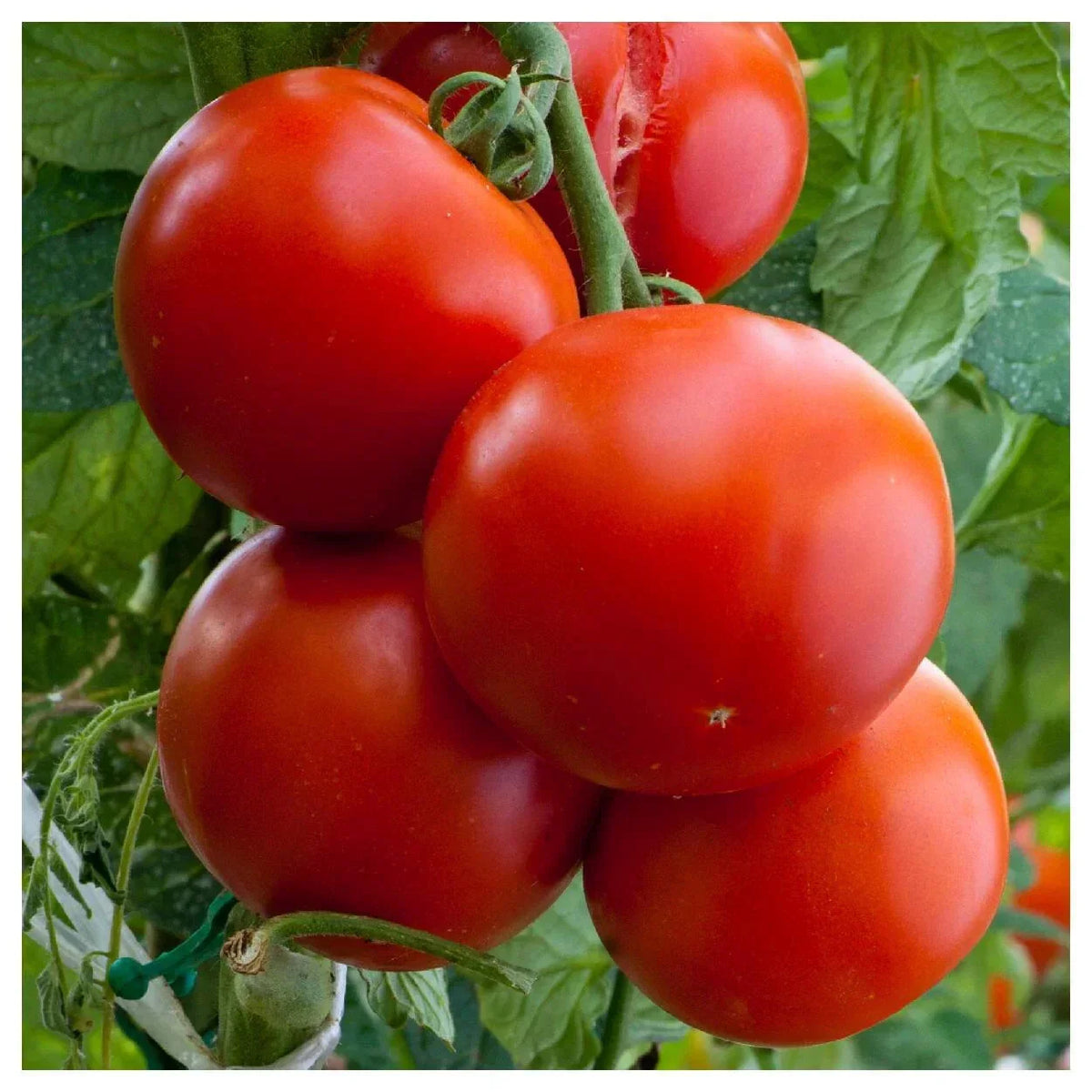 Florida Tomato Seeds - Heirloom Non-GMO, Determinate Variety for Hot Climates, Solanum lycopersicum