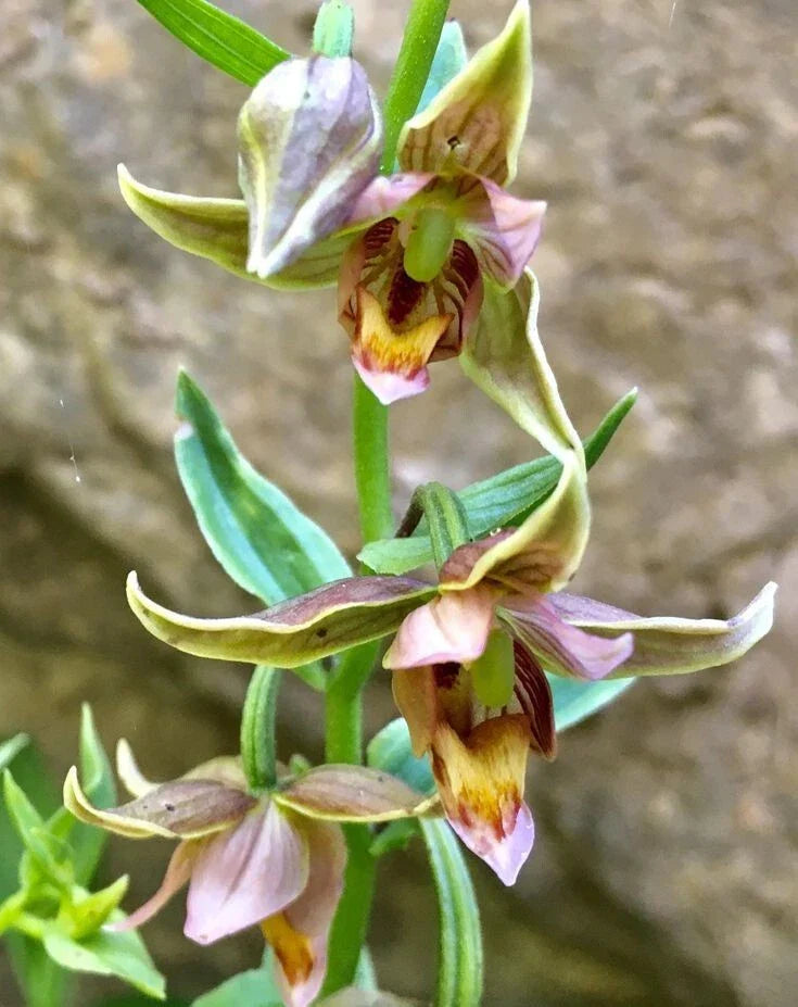 Adam & Eva Orchid Bare-Root Plant - Putty Root - Rare Indoor Orchid - (Scientific Name: Aplectrum hyemale)