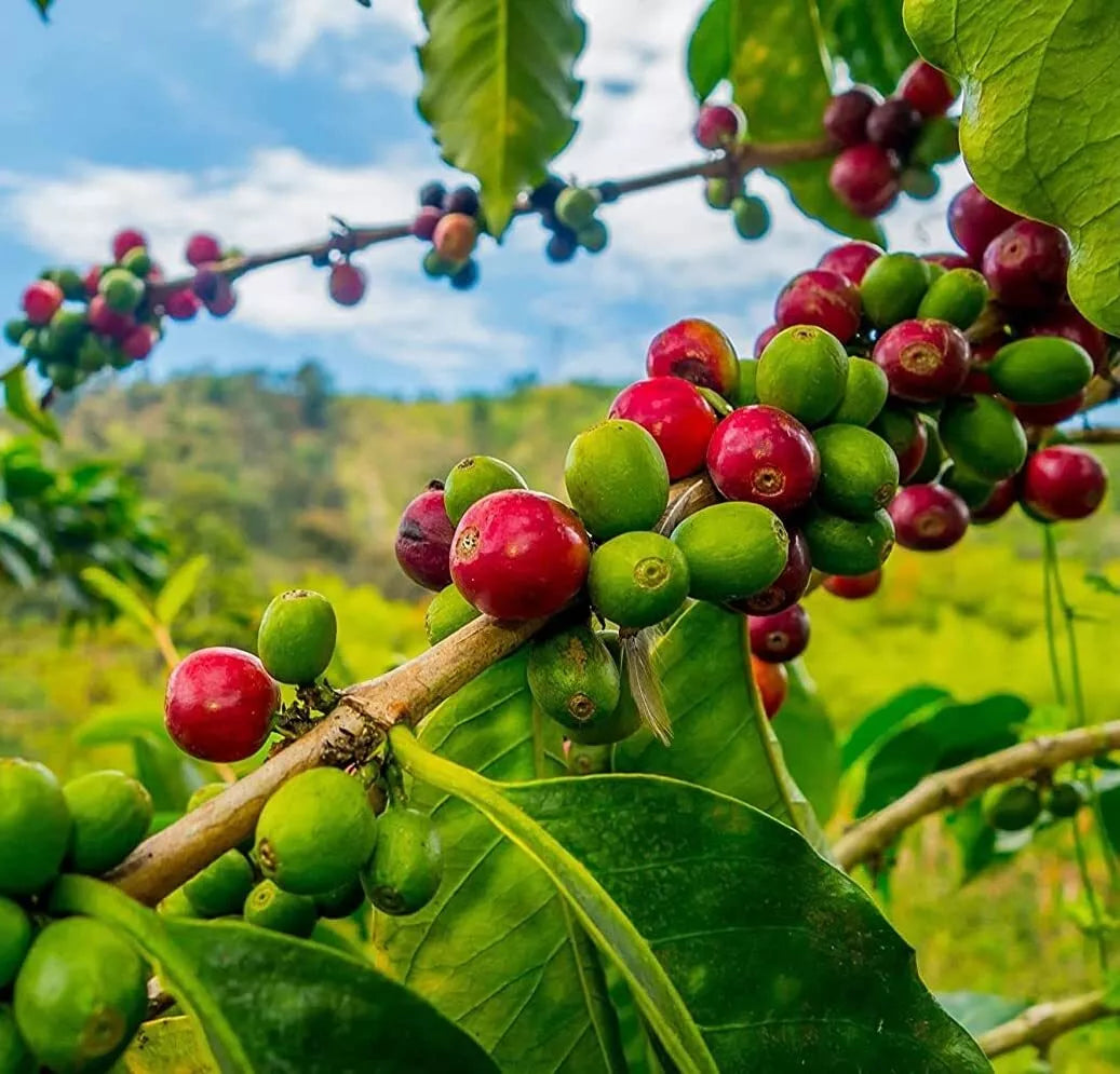 Coffee Seeds for Planting - 20 Seeds - Coffea Arabica - Grow Your Own Coffee Beans at Home
