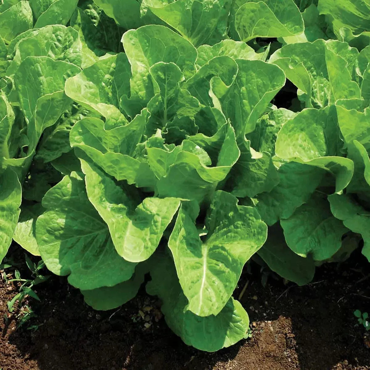 Jericho Romaine Lettuce Seeds, NON-GMO, Heat Tolerant, Lactuca sativa, 200 Seeds for Home Gardening