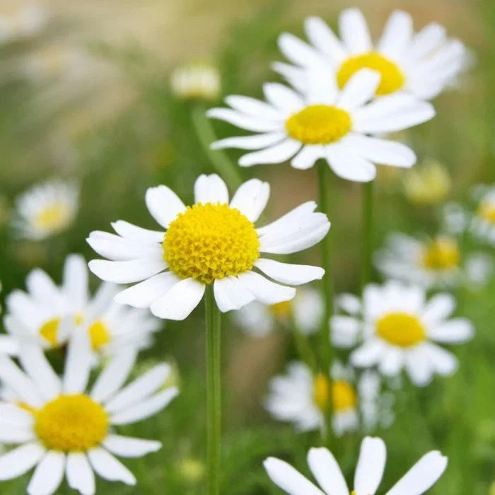 German Chamomile Seeds - Non-GMO Herbal Tea - Scented Mayweed - Matricaria chamomilla - Easy to Grow Gardening Seeds