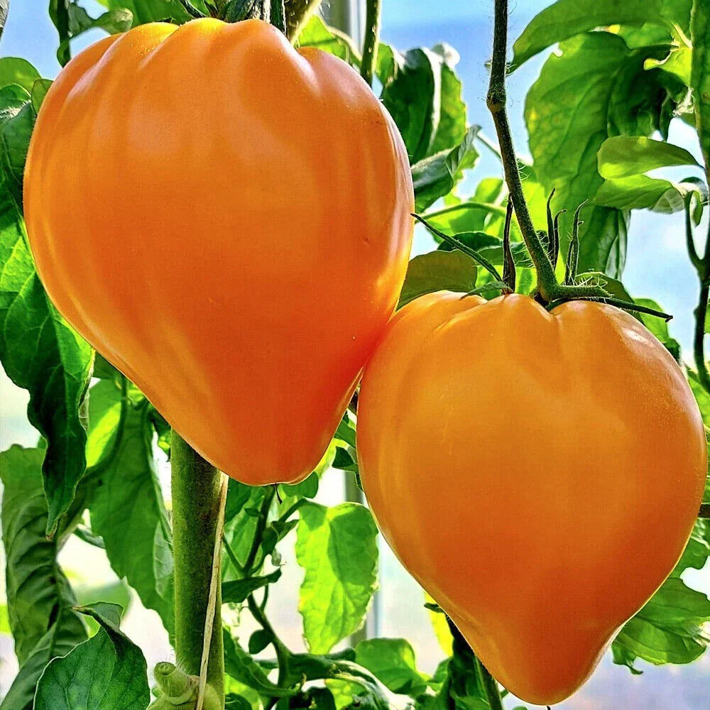 Orange Oxheart Tomato Seeds - 10+ Organic Heirloom Seeds, Rare Variety - Solanum lycopersicum