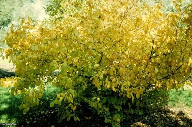 Spicebush Live Plant Set of 2, 12-24 Inches, Lindera benzoin, Bare Root Hardy Shrub for Moist Areas