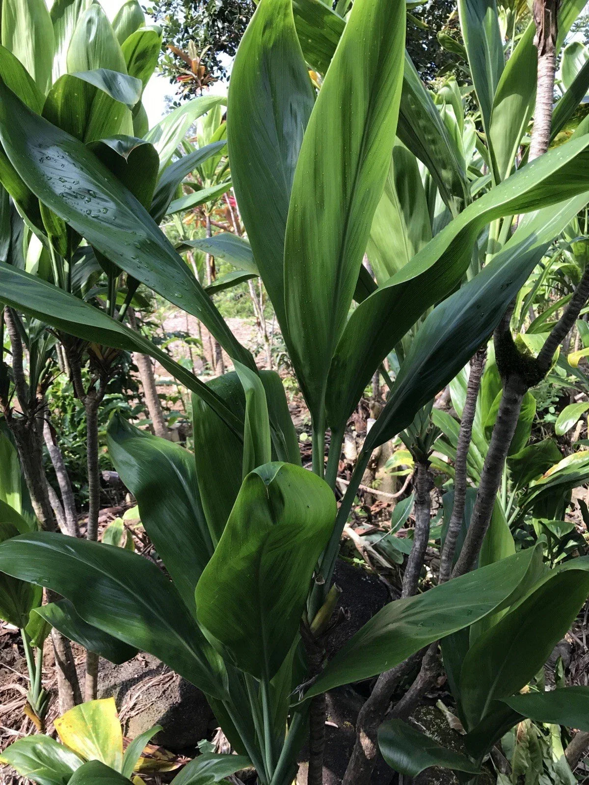 Hawaiian Ti Leaf Cuttings 6-Inch Starter Logs 25 Pack - Cordyline fruticosa - Tropical Green Foliage for Indoor/Outdoor Decor