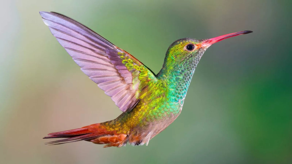 Hummingbird Wildflower Seed Mix - Perennial Blend - Colorful Easy Grow Flowers - Various Perennial Wildflowers