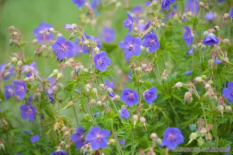 Geranium Seeds - 25+ Pratense Variety - Non-GMO - Geranium pratense - USA Grown for Garden Planting