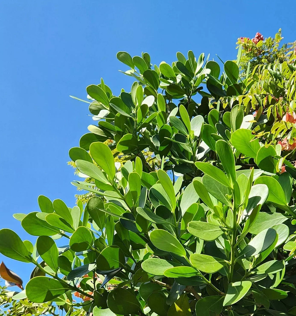 Small Rooted Starter Plant - Clusia Rosea Autograph Tree - Pitch Apple Shrub - Indoor/Outdoor Ornamental Foliage