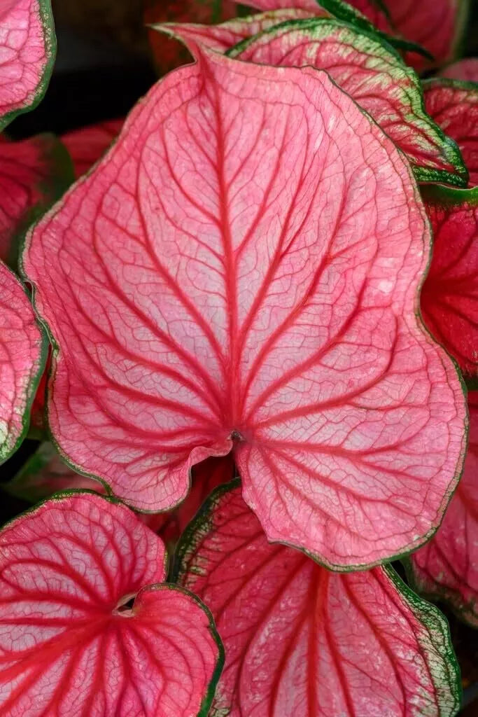 Caladium Bulbs - 10 Count - Pink Symphony - Caladium bicolor - Perennial Elephant Ears for Shady Gardens