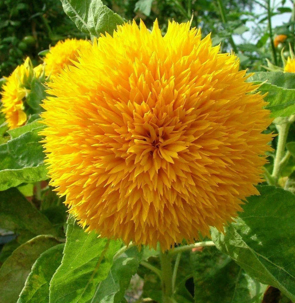 Teddy Bear Sunflower Seeds | Sungold Dwarf Variety | Helianthus annuus | Non-GMO Garden Seed Packet (Approx. 50 Seeds)