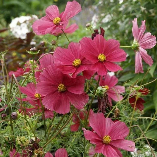 Cosmos Seeds - 200 Non-GMO Dazzler Variety - Colorful Blooms 2-4" - Attracts Pollinators - Cosmos bipinnatus