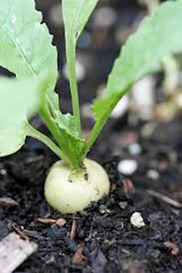 Radish Seeds - 1000 Heirloom Hailstone White Non-GMO Seeds - Raphanus sativus - Ideal for Home Gardening