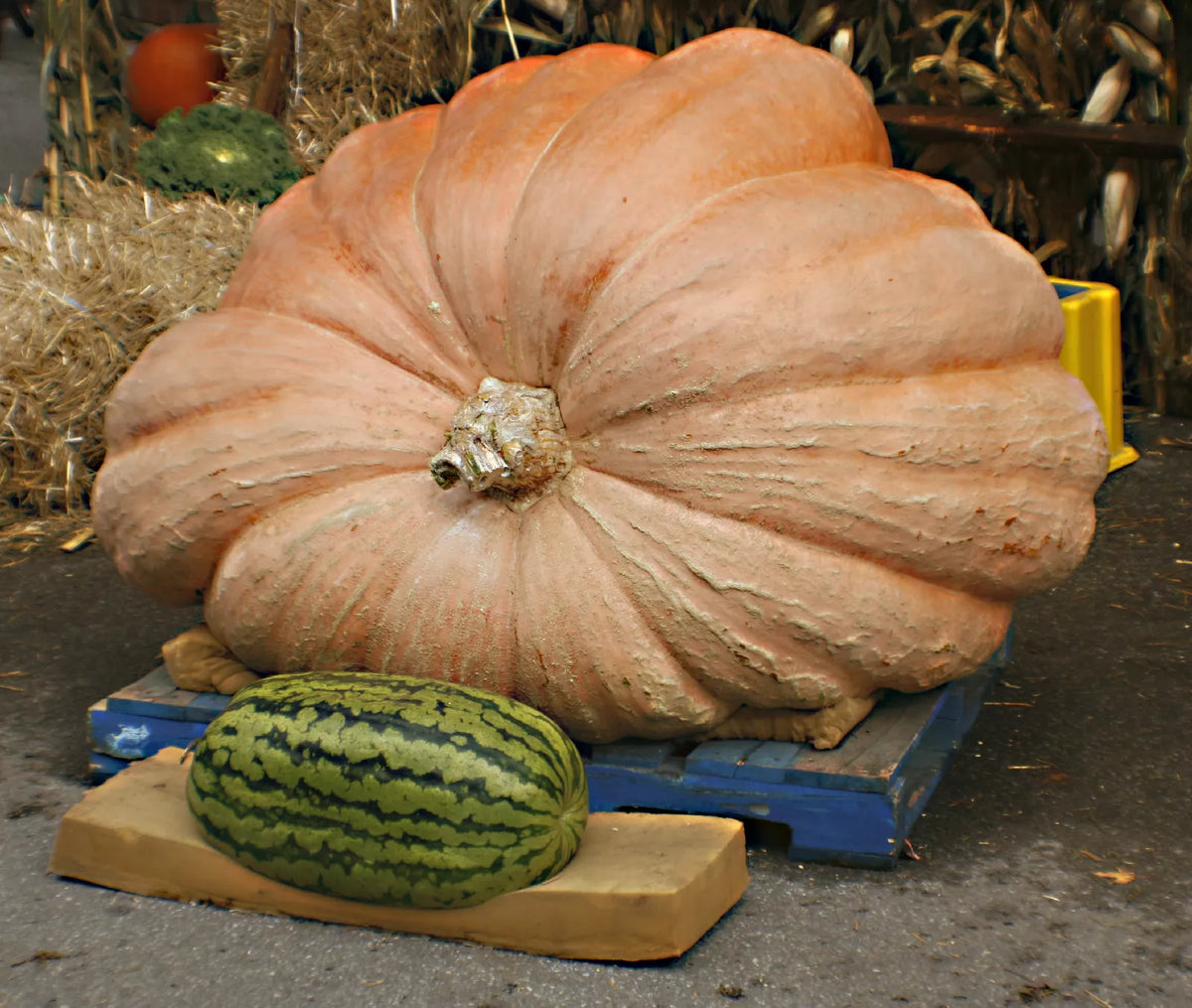 15 Seeds Dill's Atlantic Giant Pumpkin - Heirloom Vegetable Seeds - Cucurbita maxima - GroCo USA