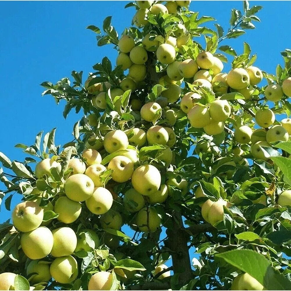Golden Delicious Apple Tree Cuttings - 16 Thin Scions for Grafting, Malus domestica 'Golden Delicious'