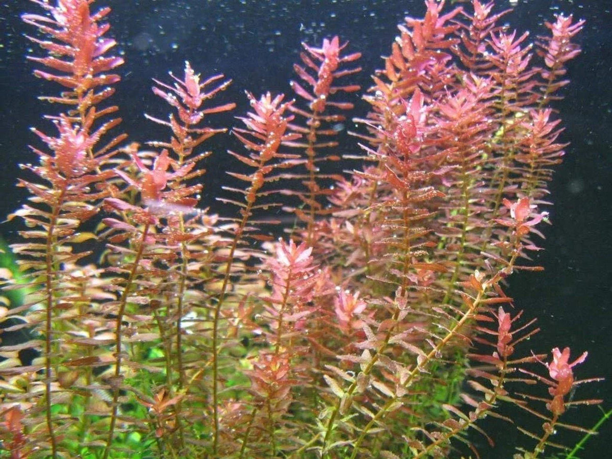 Live Aquarium Plant - 7 Stems Rotala Indica - Rotala rotundifolia - Easy Care Freshwater Aquatic Plant for Tanks & Ponds