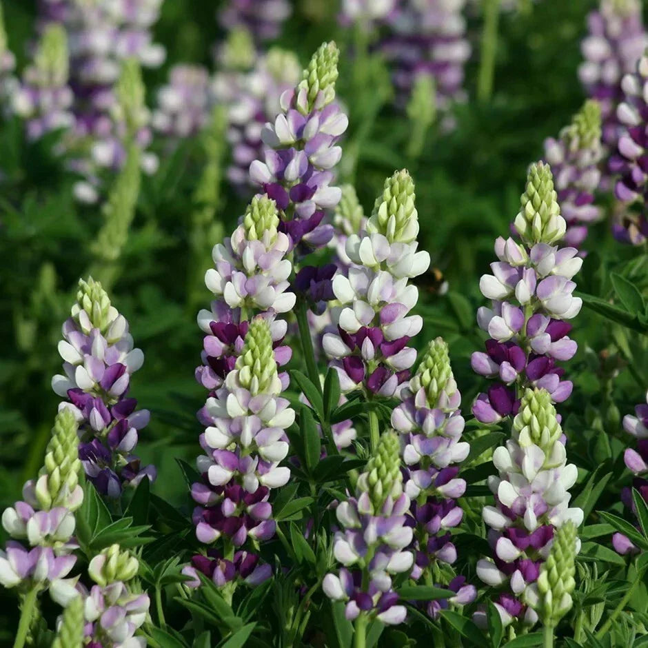 25 Lilac White Lupine Seeds - Perennial Hardy Flowers - Lupinus polyphyllus - Vibrant Blooms for Gardens and Borders