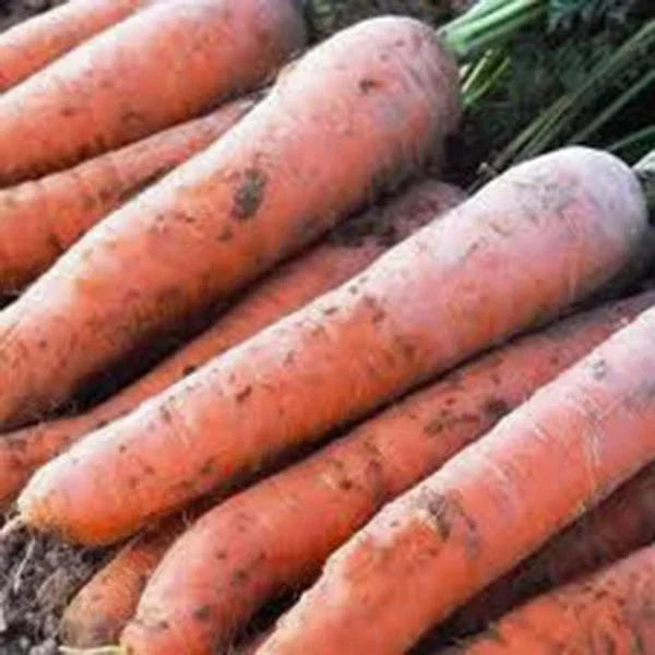 Scarlet Nantes Carrot Seeds - 500+ Heirloom Seeds, Non-GMO, Daucus carota, Sweet Crunchy Carrots for Snacking