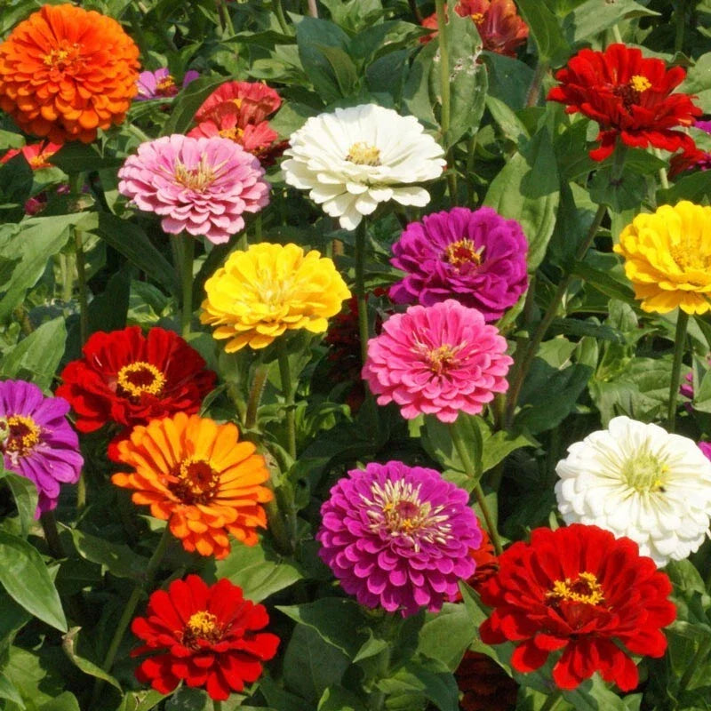 California Giant Zinnia Seeds - 200 Organic Seeds - Colorful Blossoms - Zinnia elegans - USA Grown