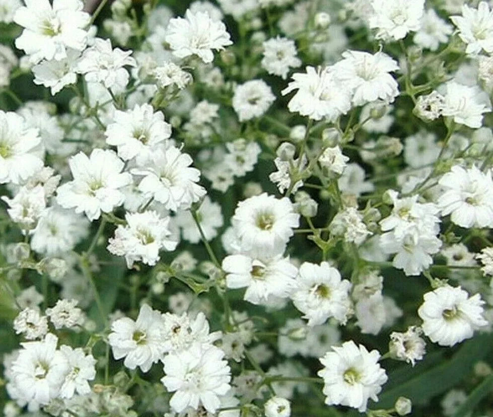 Baby's Breath Seeds 1000+ Gypsophila White Flower Annual Garden Seeds - Low Maintenance, Attracts Pollinators, Great for Bouquets