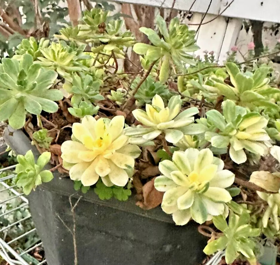 Succulent Plant Cuttings 3-Pack Variegated Aeonium Castello-Paivae 'Harry Mak' - Bare Root, Green & Cream Foliage