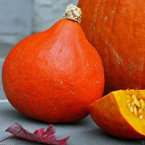 Japanese Red Kuri Squash Seeds - Uchiki Kuri Heirloom Non-GMO - Cucurbita maxima - 20 Seeds for Home Gardening