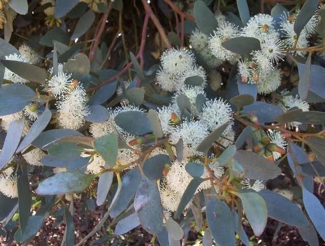 Eucalyptus Seeds - 50 Premium Moot Perennial Flower Seeds - Eucalyptus spp. - Fast-Growing, Fragrant Foliage, US Seller