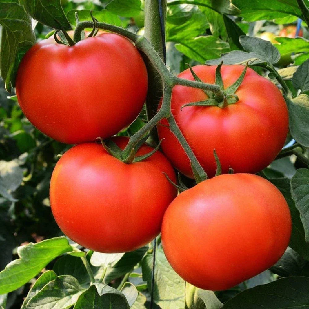 Homestead Tomato Seeds - Non-GMO Heirloom, Determinate Variety, Solanum lycopersicum, Vegetable Garden Seeds