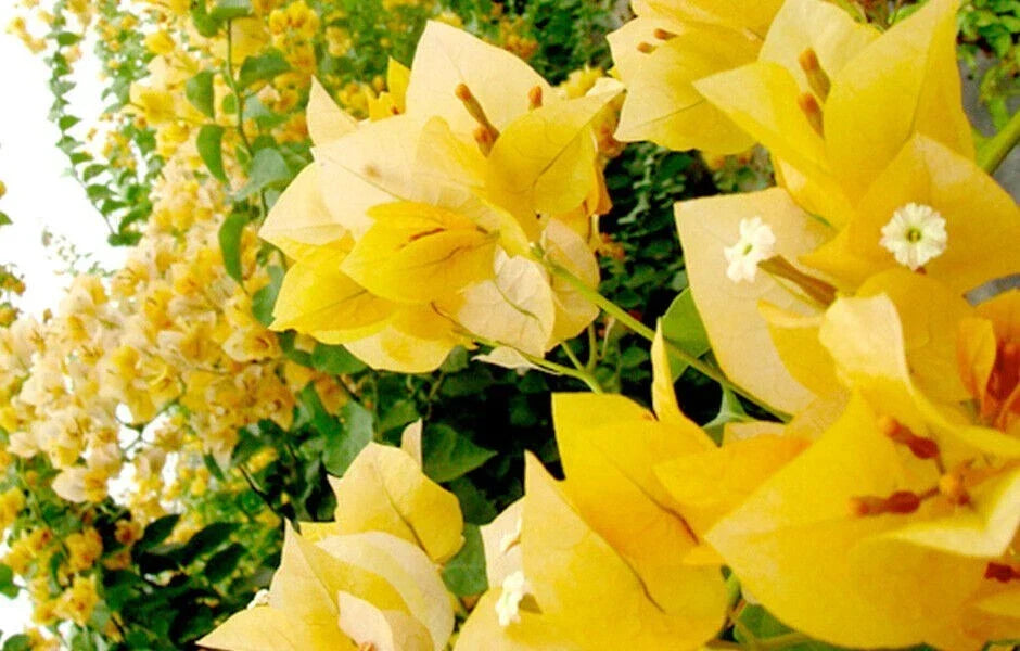 Gold Bougainvillea Starter Plant - Small Well-Rooted, Rare Variety - Bougainvillea glabra - Vibrant Yellow Bracts for Garden