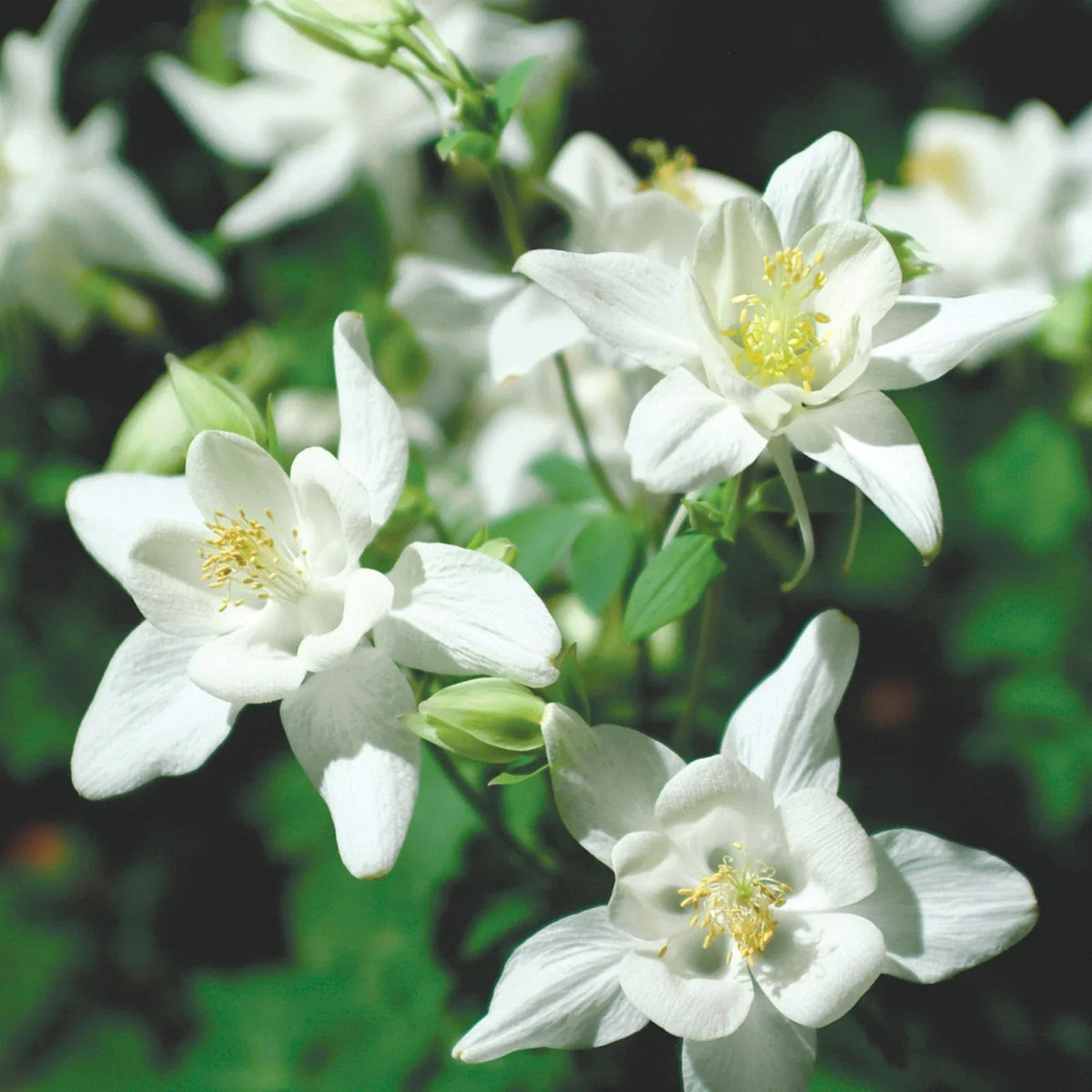Columbine Seeds Packet - Crystal Star Variety - Non-GMO Aquilegia caerulea - Vibrant Flowering Garden Seeds