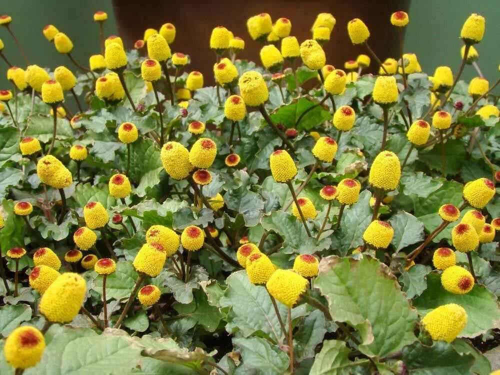 Toothache Plant Seeds - 150+ Seeds - Buzz Button - Acmella oleracea - Exotic Herbal Garden Seeds for Culinary Use