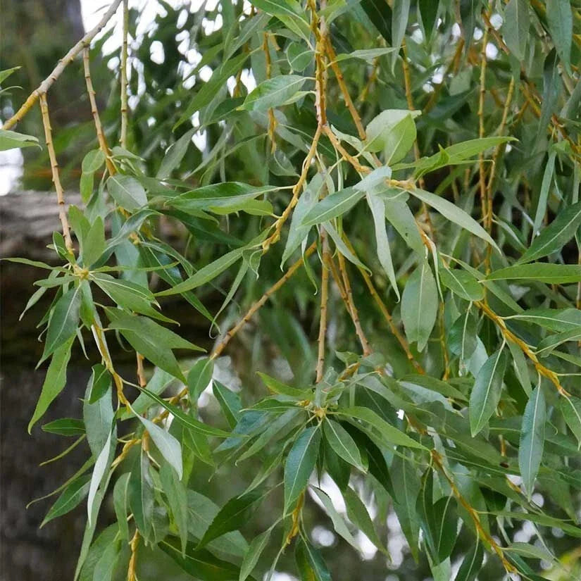 Weeping Willow Cuttings, 9 Organic Cuttings, Salix Babylonica, Bonsai Spec, Fast-Growing, Cascading Branches