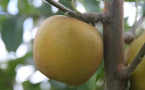 25+ Pine Golden Pippin Apple Seeds for Planting, Malus domestica 'Golden Pippin', Non-GMO, USA Grown, Ideal for Home Gardens