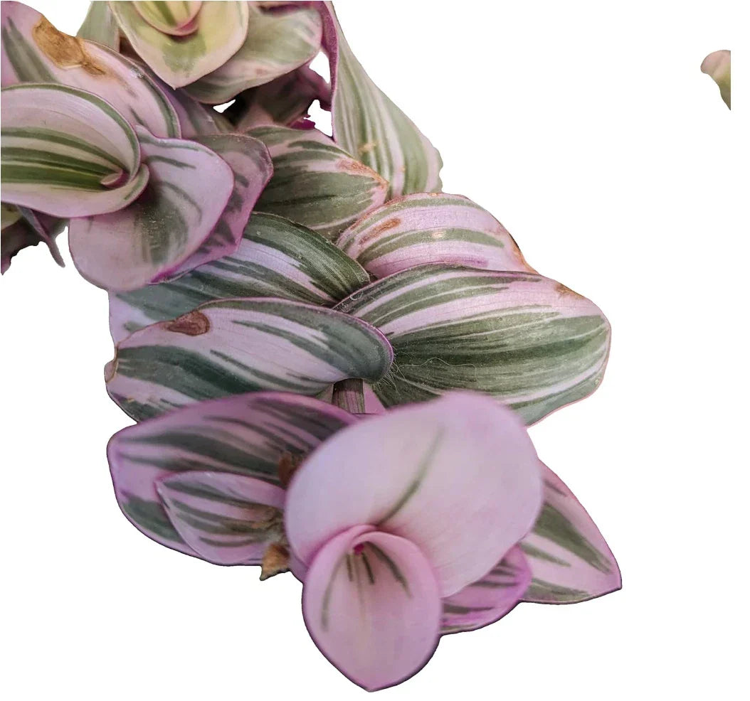 Tradescantia Nanouk Cuttings - Lilac Wandering Jew - 2" or 4" Pot - Easy Care Indoor Houseplant for Home Decor