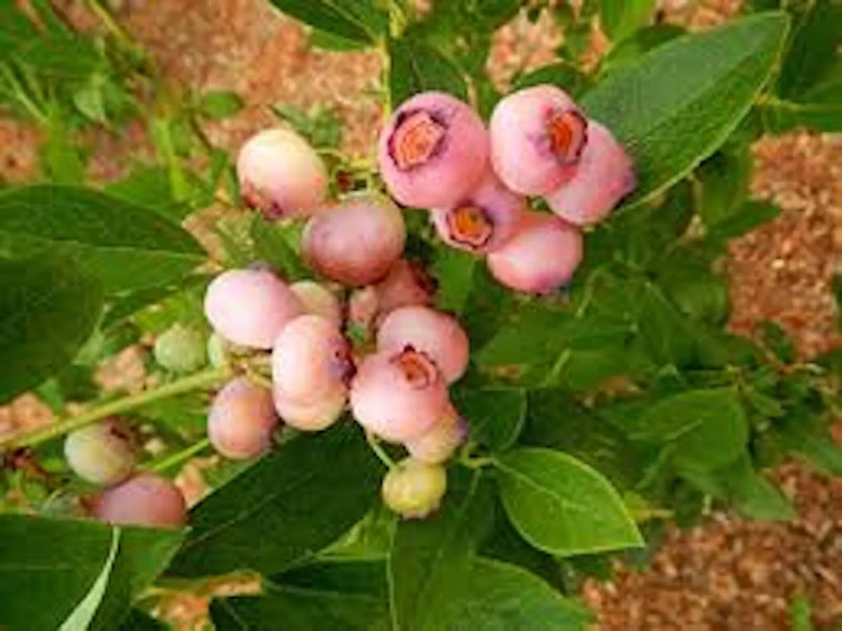 Pink Popcorn® Blueberry Plant Plug 5 Pack - Pink Berries, Compact Bush, Self-Pollinating - Vaccinium corymbosum