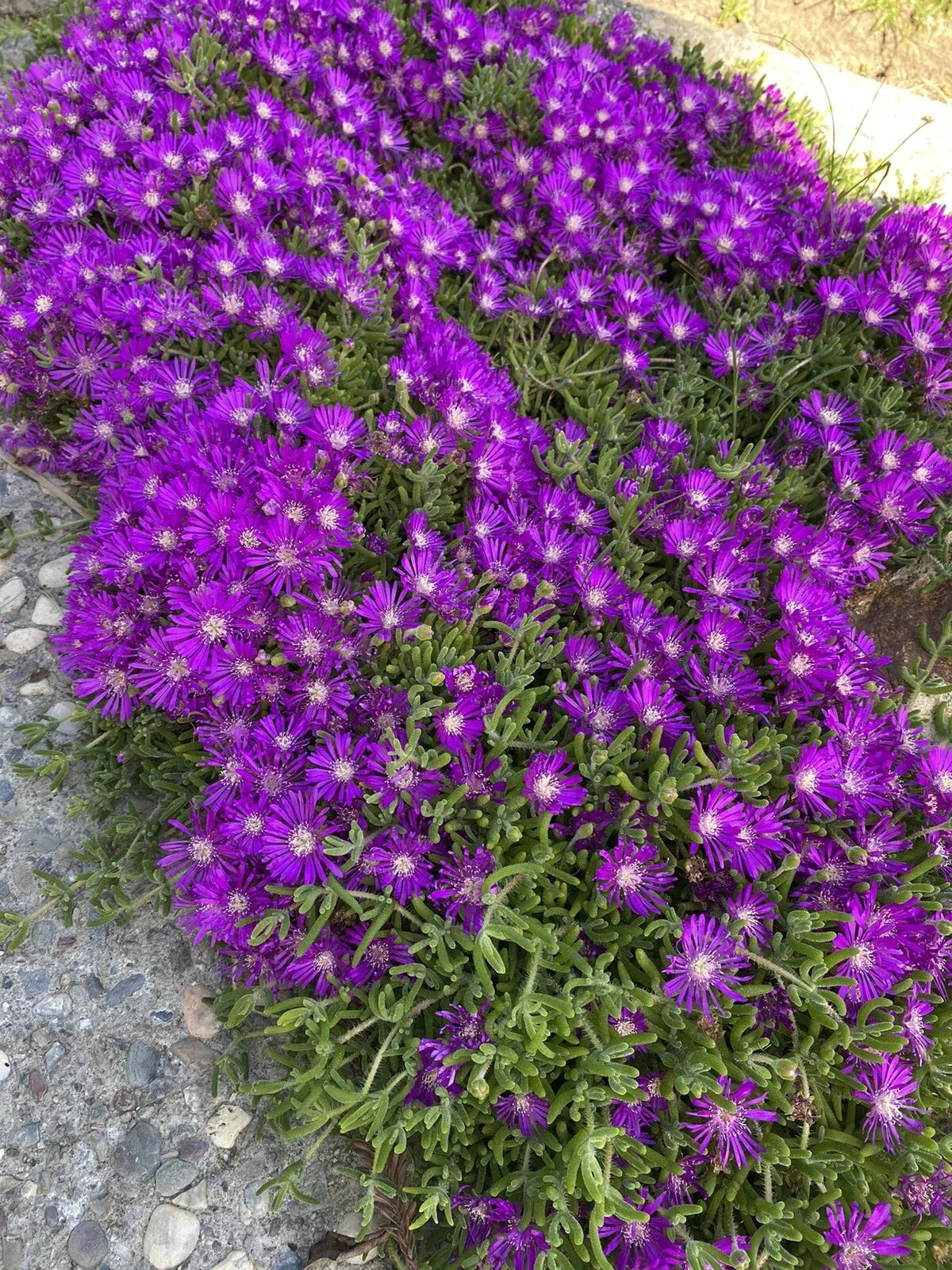 Creeping Ice Plant Cuttings 10 Pack Purple Pink Ground Cover Delosperma cooperi RARE Cactus Succulent for Garden
