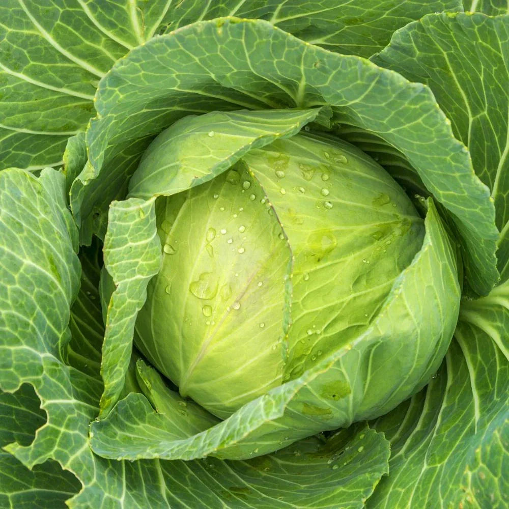 Golden Acre Cabbage Seeds - 1000+ Count - Sweetheart Roundhead - Brassica oleracea var. capitata - Non-GMO Organic Gardening