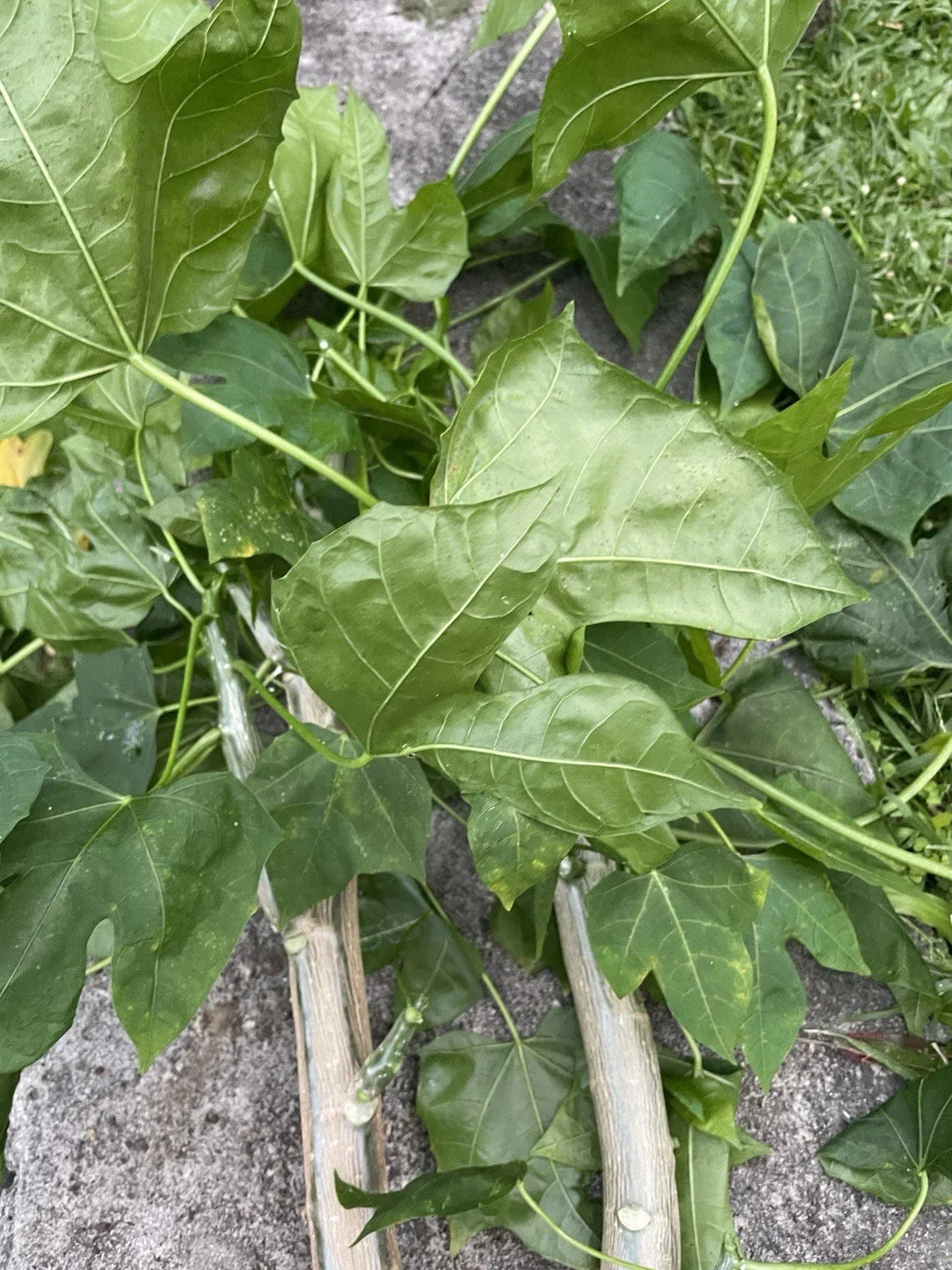 Chaya Tree Spinach Cuttings - 5 Hawaii Varieties - Cnidoscolus aconitifolius - Tropical Superfood for Home Gardens