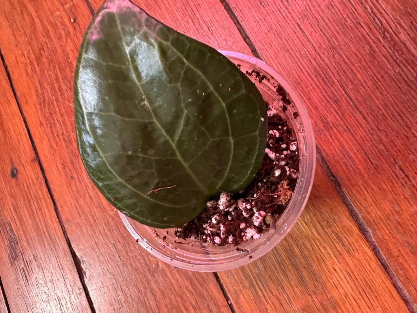 Hoya Latifolia 'Sarawak' Rooted Cutting - 3" Dinner Plate Hoya Plant - Easy Care Indoor Houseplant - Hoya latifolia