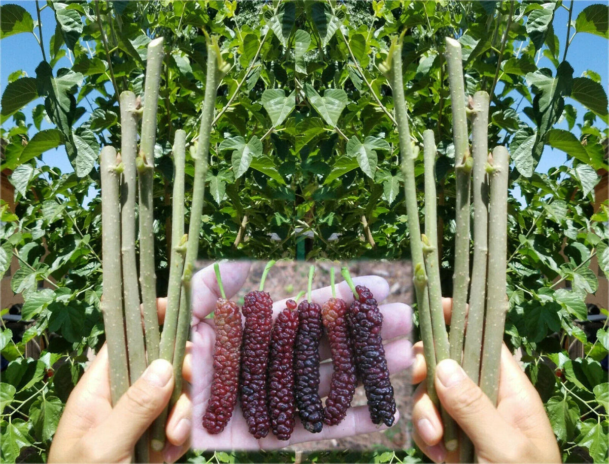 Pakistan Mulberry Cuttings - 10 Organic Fresh Cuttings for Rooting - Morus alba - Non-GMO Fruit Tree Cuttings
