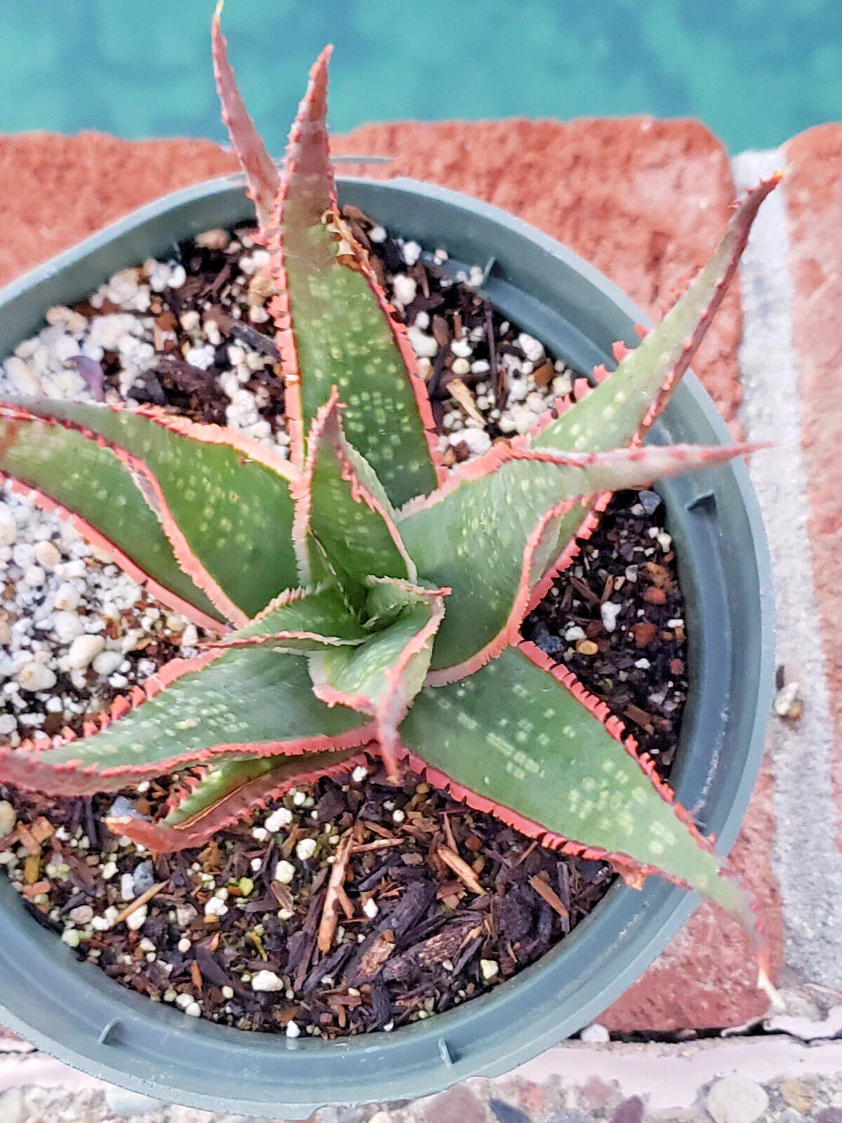 Aloe 'Krakatoa' Potted Plant - 5" Diameter - Succulent with Red Edge Teeth - Aloe hybrids