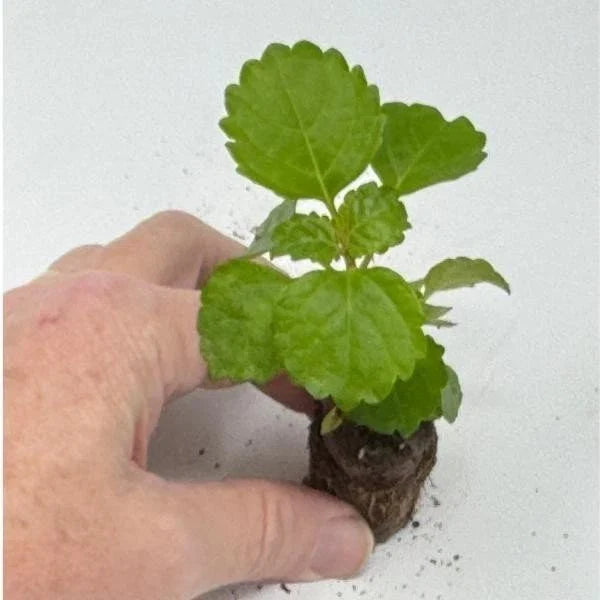 Plectranthus Swedish Ivy Green Live Rooted Starter House Plants - Indoor Gardening, Easy Care, Air Purifying