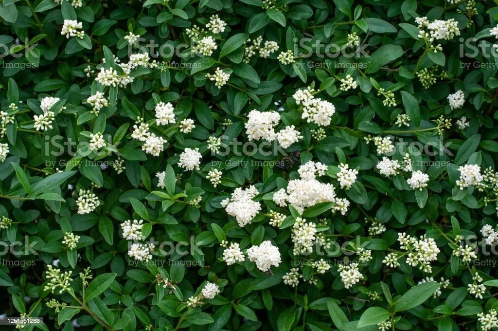 Privet Shrub Cuttings - 20 Unrooted - Fast Growing - Ligustrum spp. - Ideal for Hedges and Borders - Low Maintenance Greenery