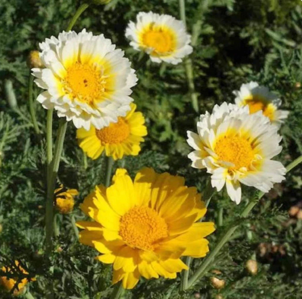 Daisy Garland Chrysanthemum Seeds - 1000 Edible Flower Seeds - Chrysanthemum coronarium - Ideal for Gardens & Culinary Use