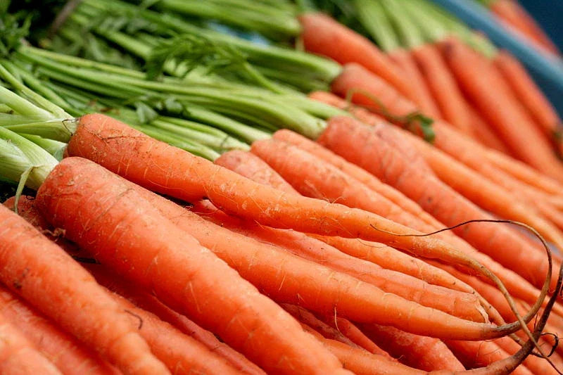 Nantes Scarlet Carrot Seeds - 775 Seeds - Daucus carota - Non-GMO Vegetable Seeds for Home Gardeners