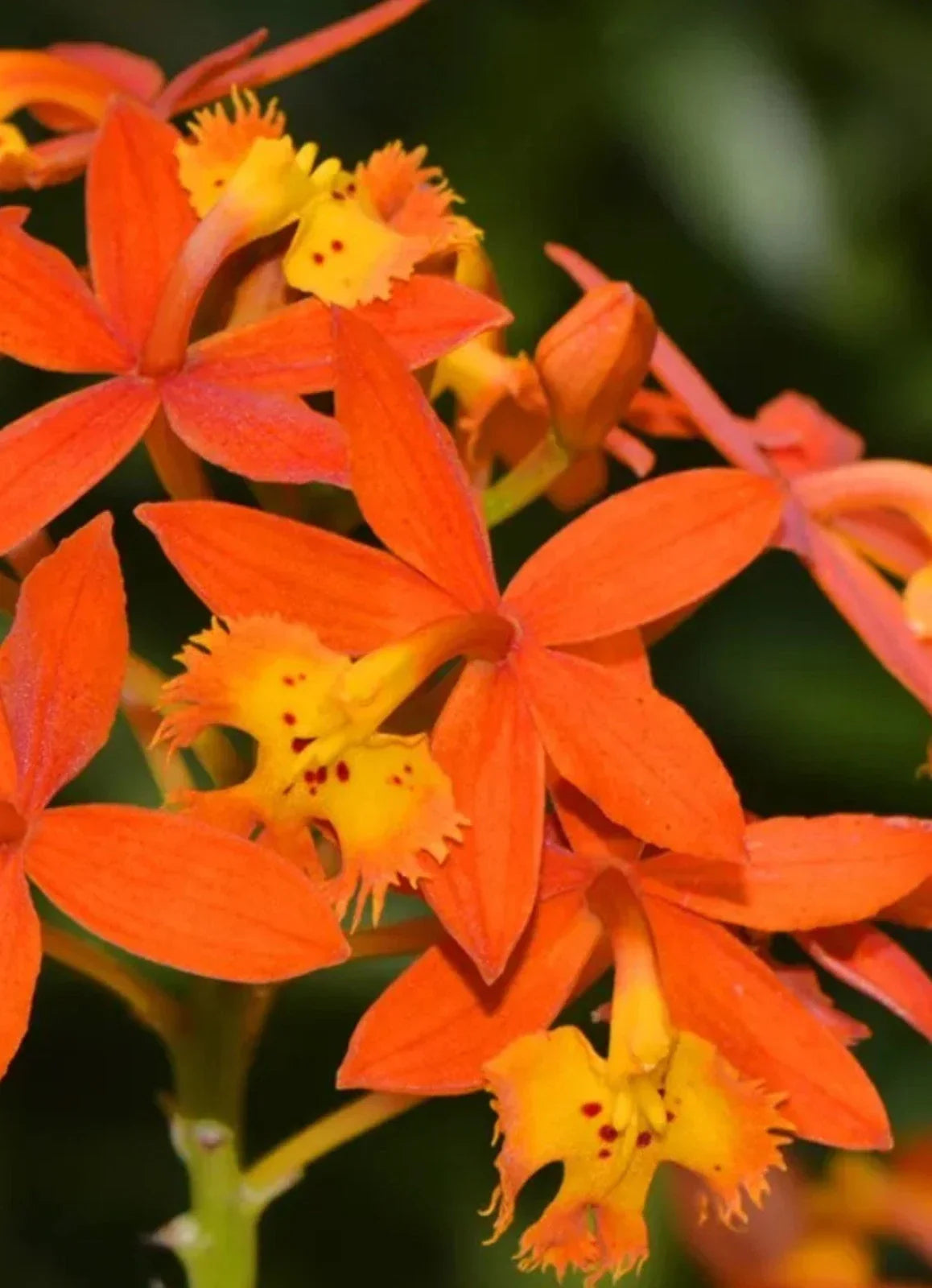 Bare Root Orchid Plant - Epidendrum radicans, Orange Reed Stem Variety, Tropical Flower for Garden or Home