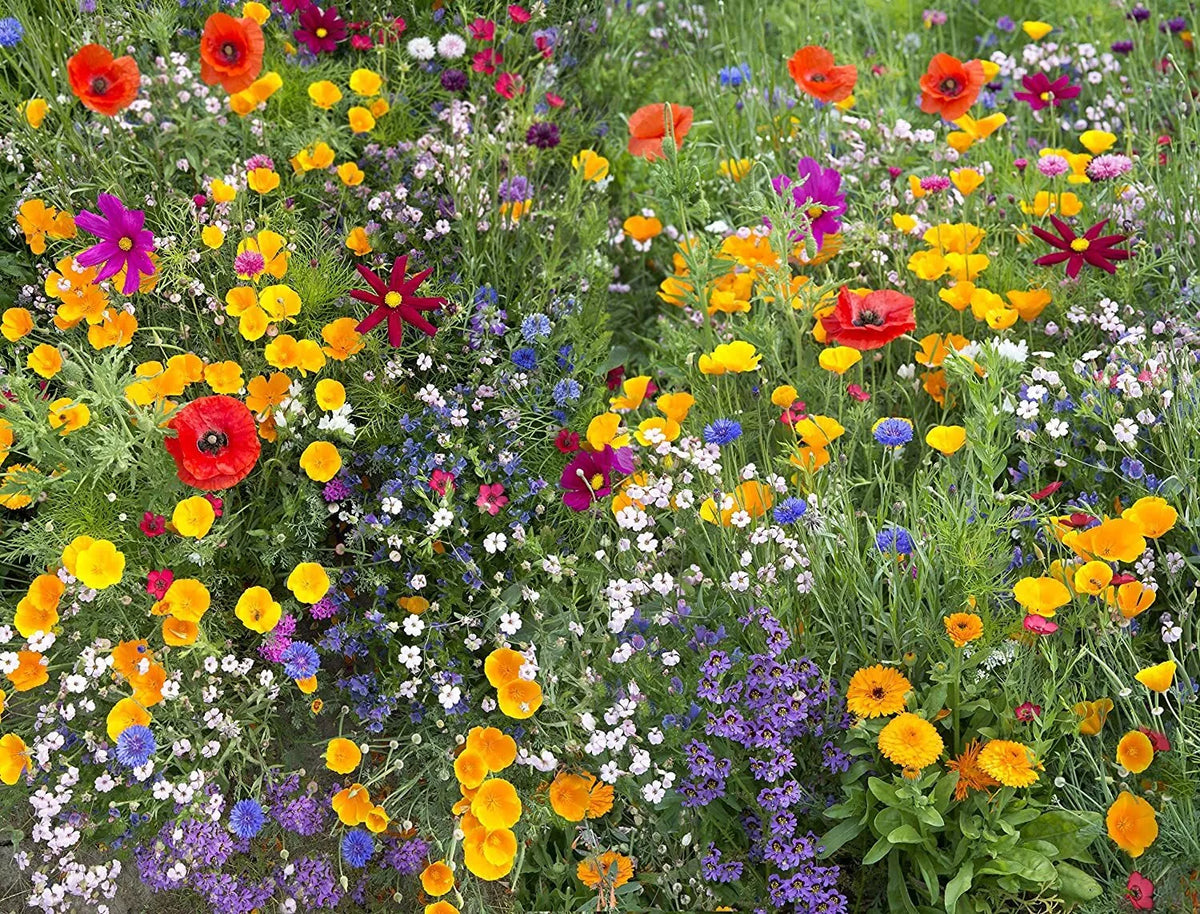 Hummingbird and Butterfly Wildflower Seed Mix, 17 Species, Native Wildflowers, Non-GMO, Various Species